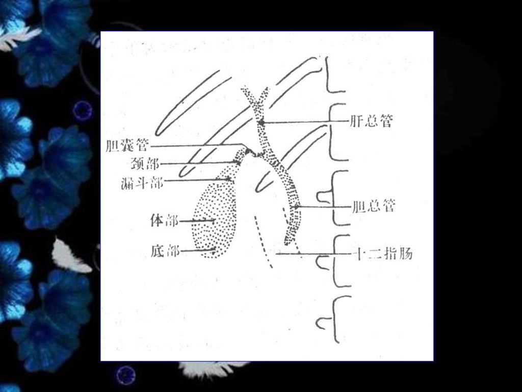 形态 卵圆形 直径 4--5cm 密度 低,略高于水,均匀 胆总管:通常可显示