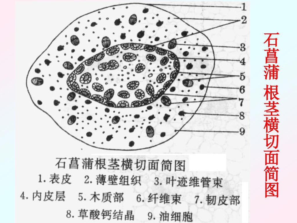 要求重点掌握茎初生构造,次生构造特点,并会绘简图