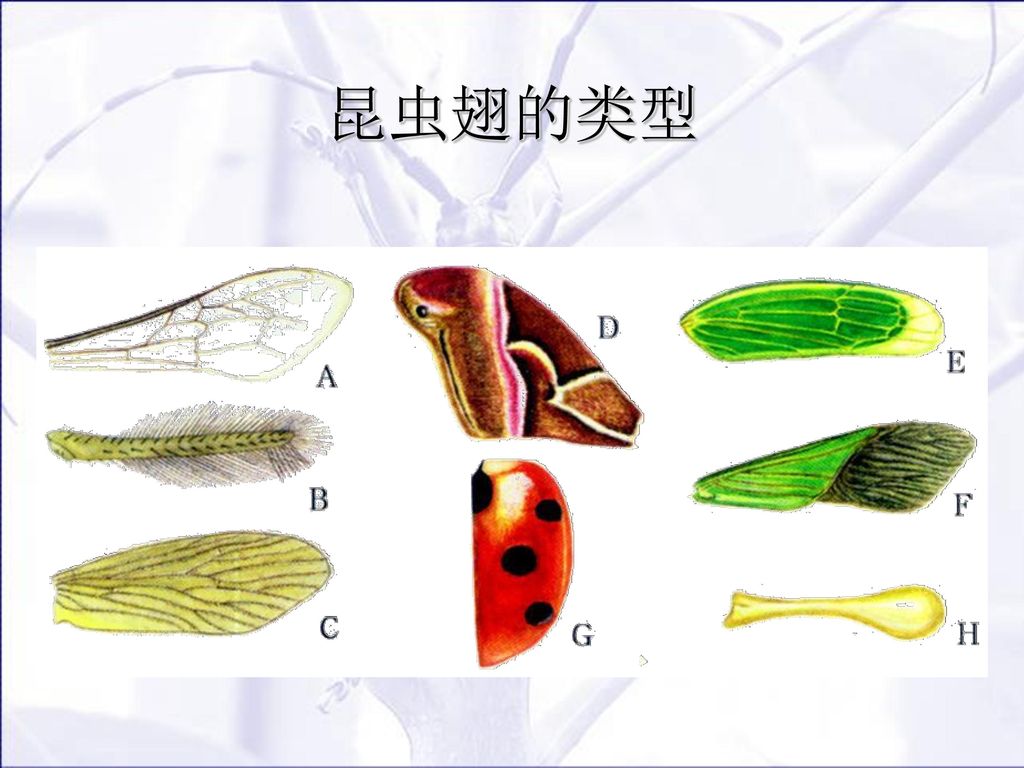 第一章 昆虫鉴别技术 第一节 昆虫的特征 一,昆虫的分类地位: 动物界