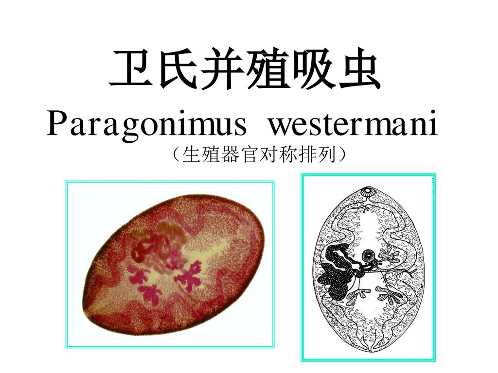 武汉大学基础医学院病原生物学系人体寄生虫学教研室