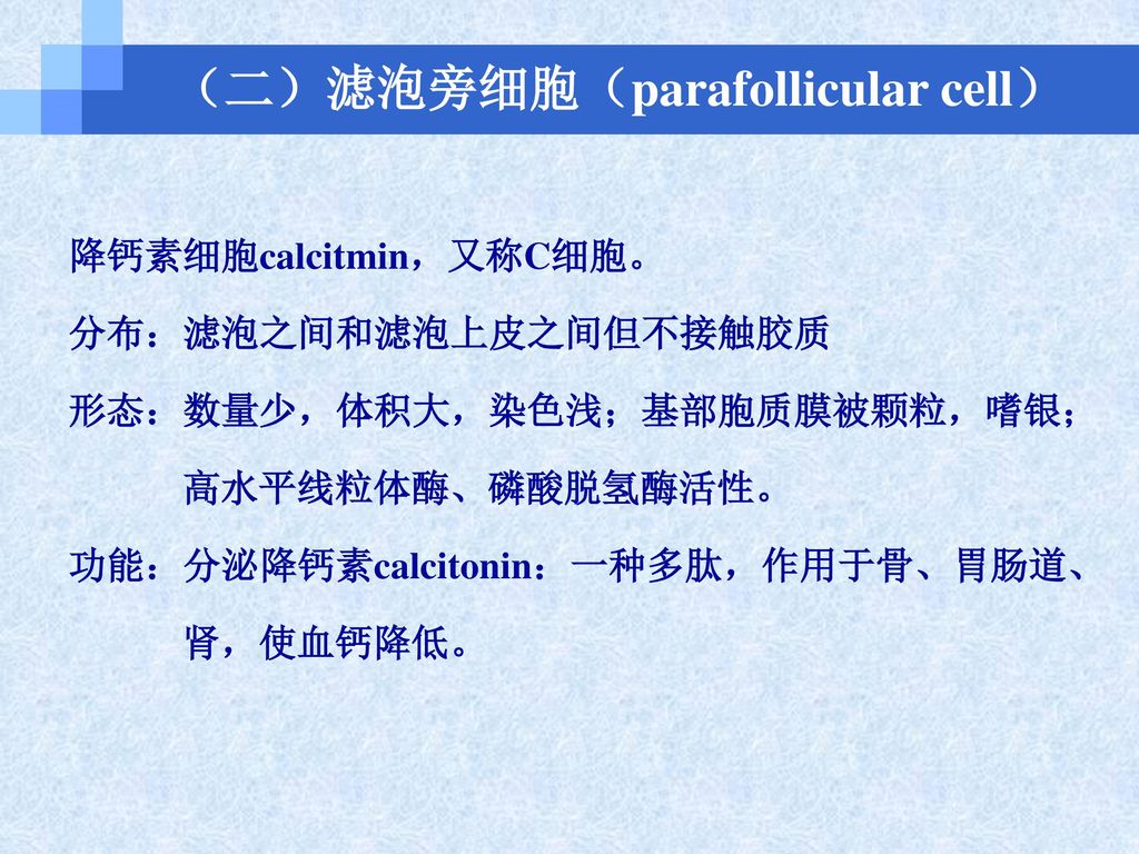 (二)滤泡旁细胞(parafollicular cell) 降钙素细胞calcitmin,又称c