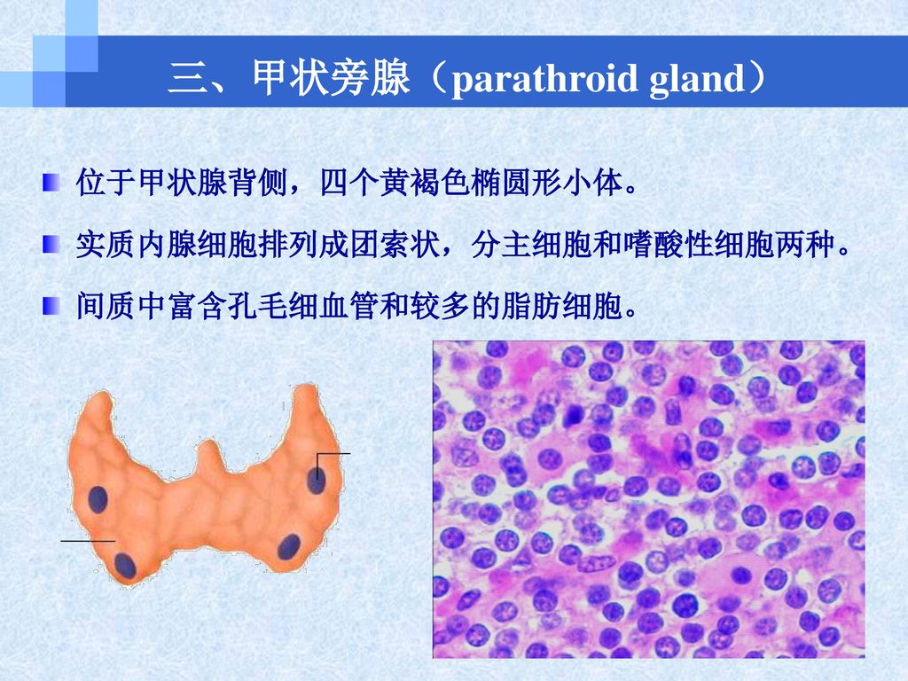 滤泡旁细胞(p)电镜图 三,甲状旁腺(parathroid gland) 位于甲状腺背侧