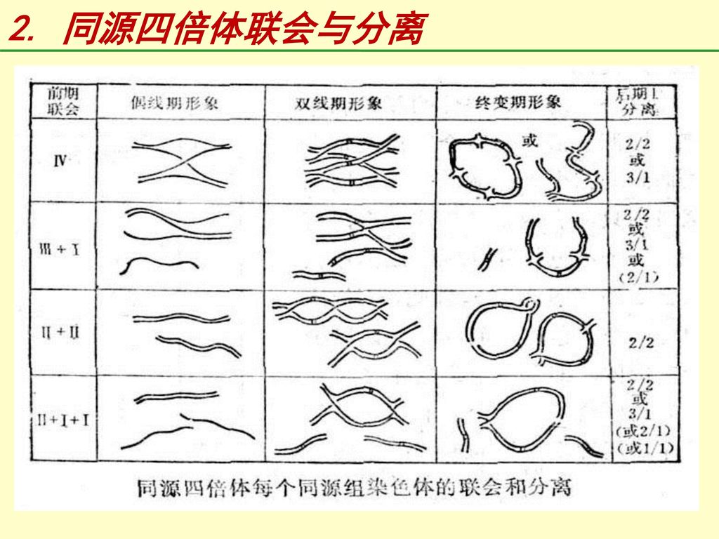 染色体数目变异第一节染色体数目变异的类型第二节整倍体第三节非整倍