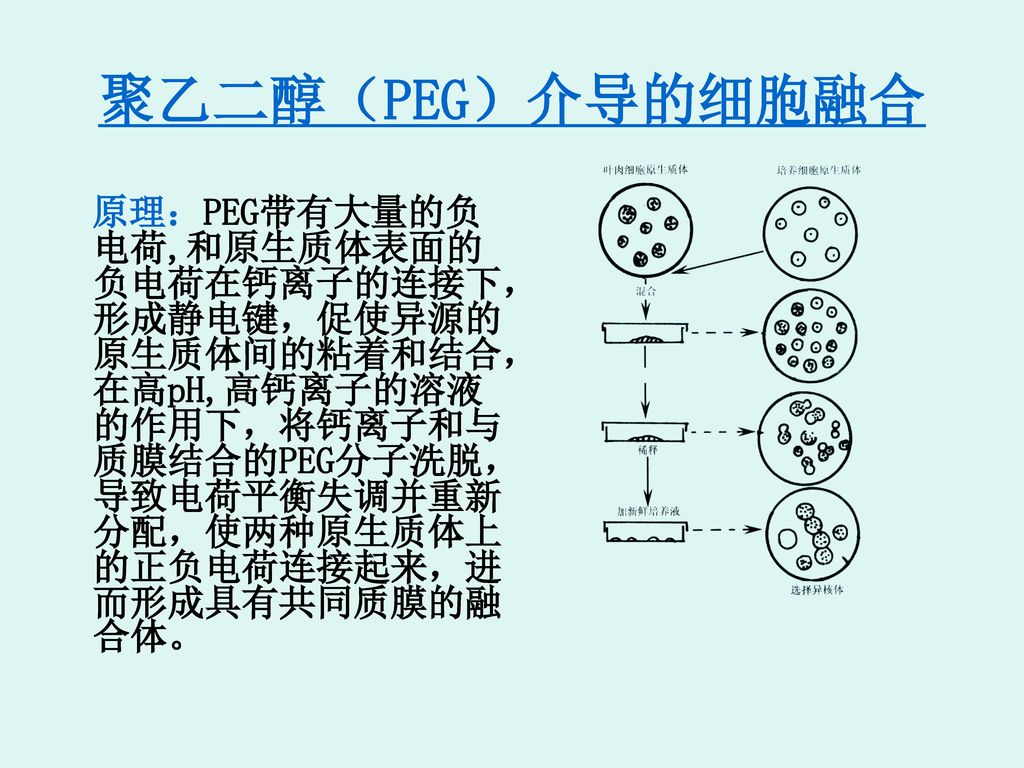 聚乙二醇(peg)介导的细胞融合原理:peg带有大量的负电荷,和原生质体