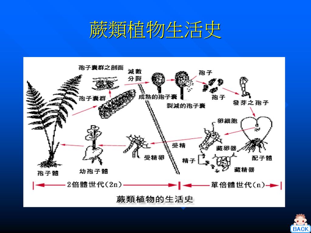 单子叶植物 笔筒树 裸子植物 蕨类植物1 蕨类植物2 蕨类植物生活史 双