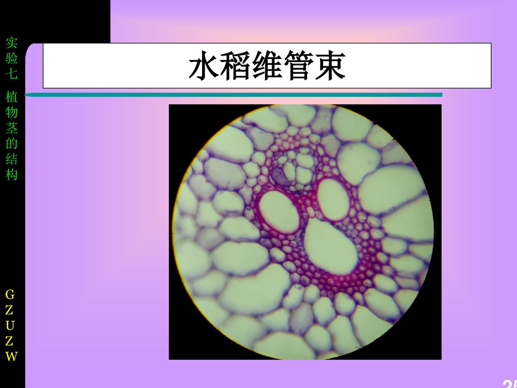 水稻茎 水稻茎 水稻维管束 小麦茎 小麦维管束