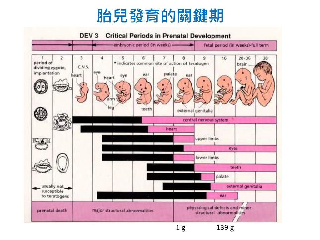 保障脑部发育与智力的营养素 碘,叶酸,胆素与n3脂肪酸