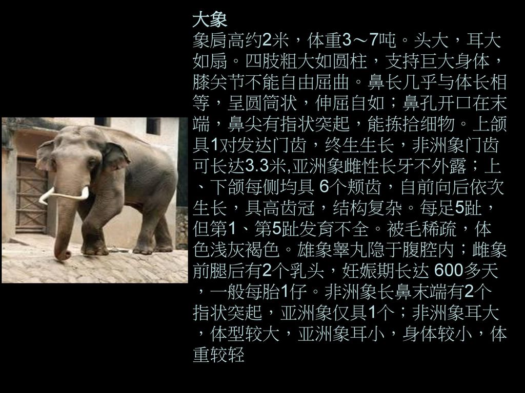 大象象肩高约2米,体重3～7吨.头大,耳大如扇.