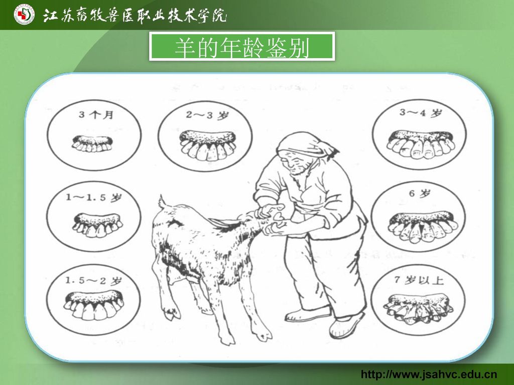 27                 羊的年龄鉴别