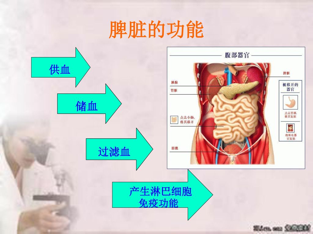 外伤性脾破裂的护理.