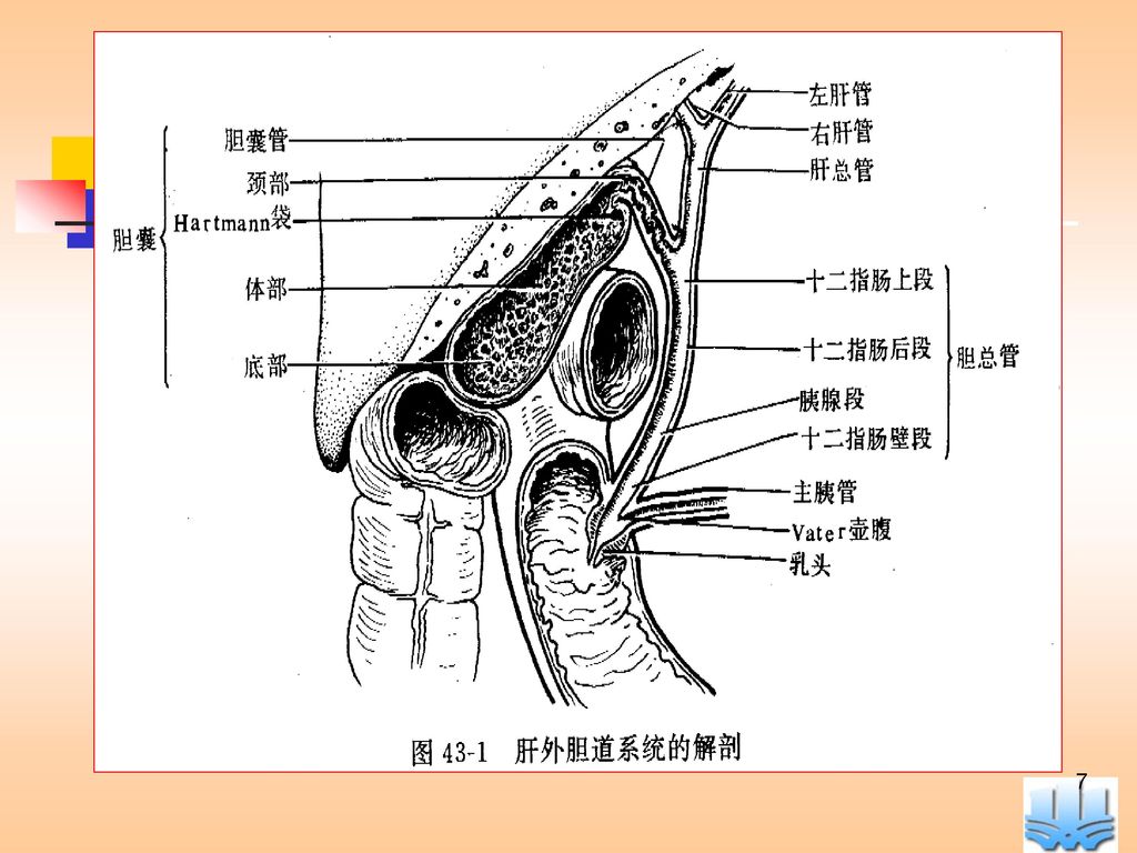 肝外胆道的正常解剖 1.