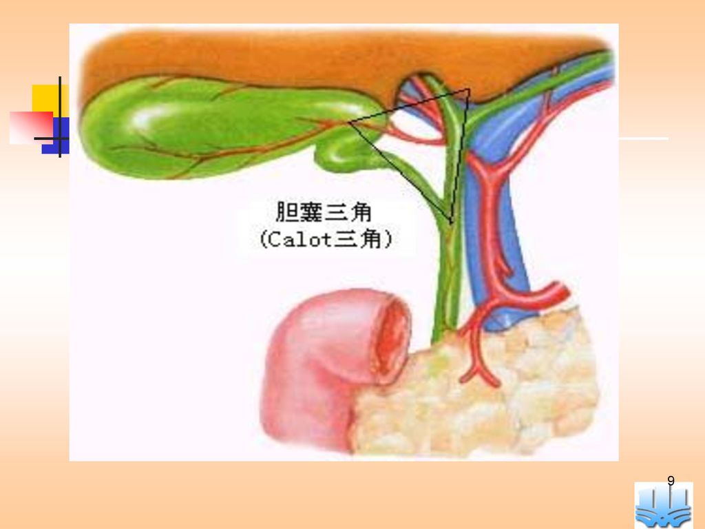 肝外胆道的正常解剖 1.