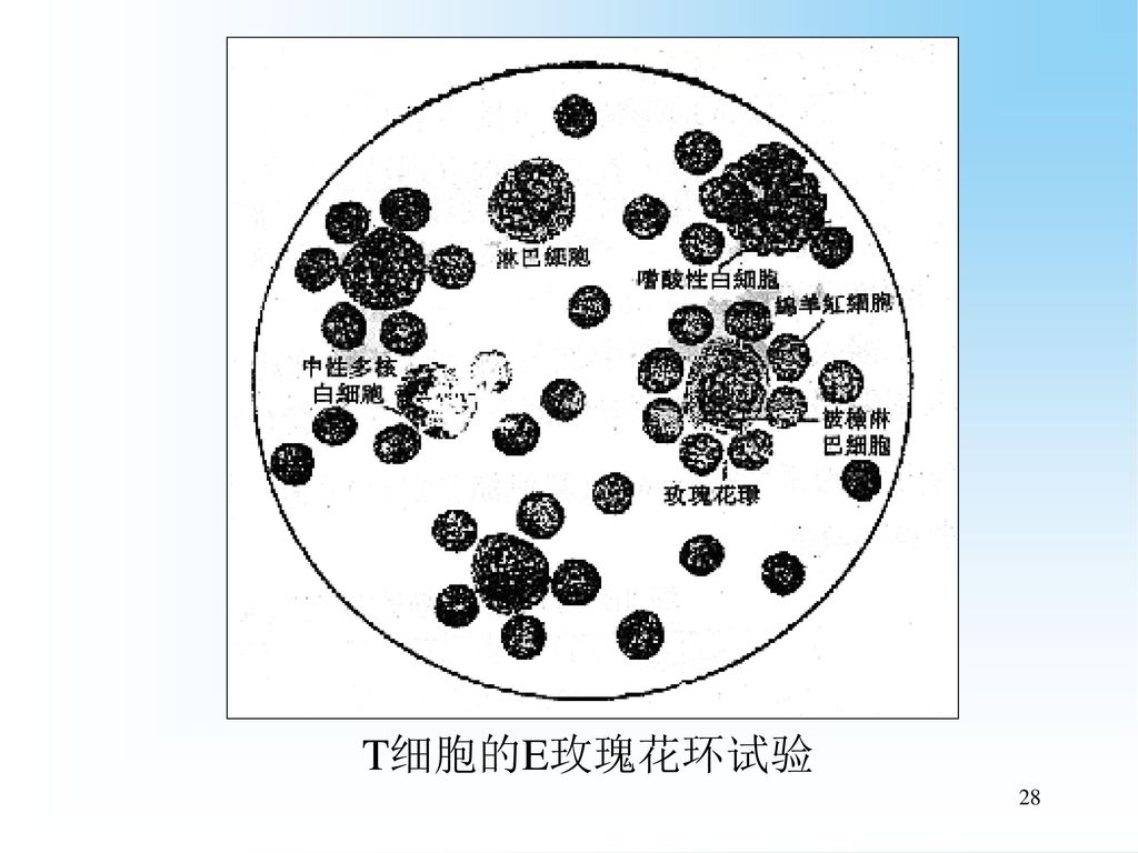 (cd2)分布:成熟t细胞作用:与绵羊红细胞结合e玫瑰花环试验——区分t,b