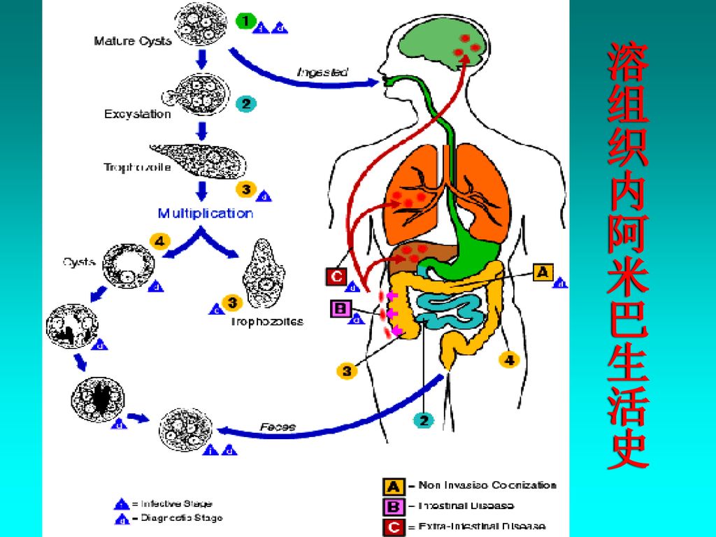 阿米巴侵入肠壁的过程 溶组织内阿米巴生活史潜伏期一般约2周 溶组织