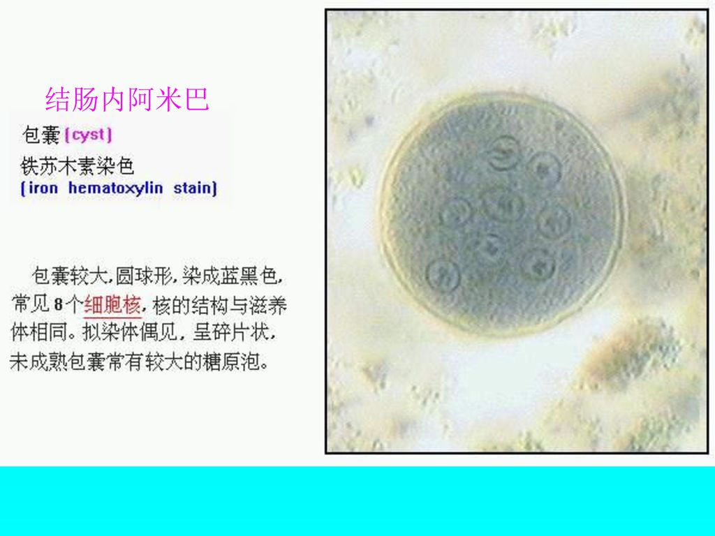 临床寄生虫学和寄生虫学检验 clinical parasitology