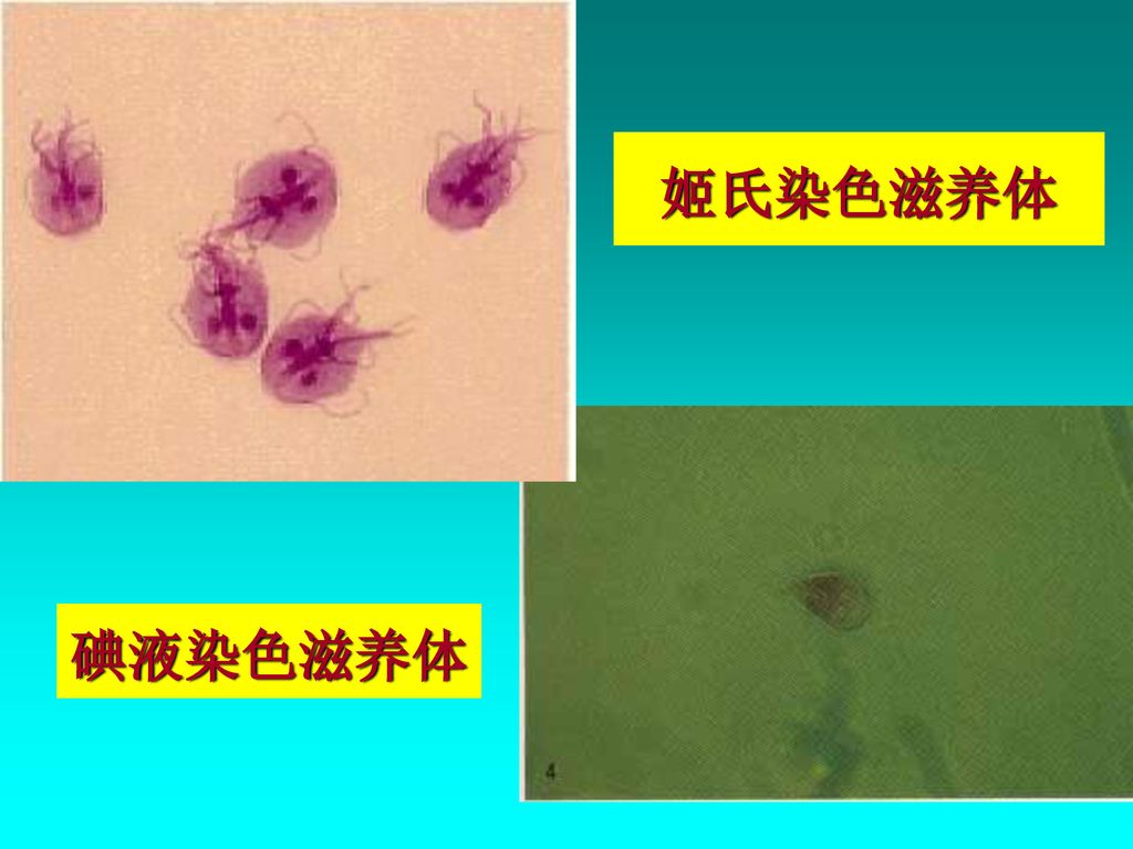 临床寄生虫学和寄生虫学检验 clinical parasitology and laboratory