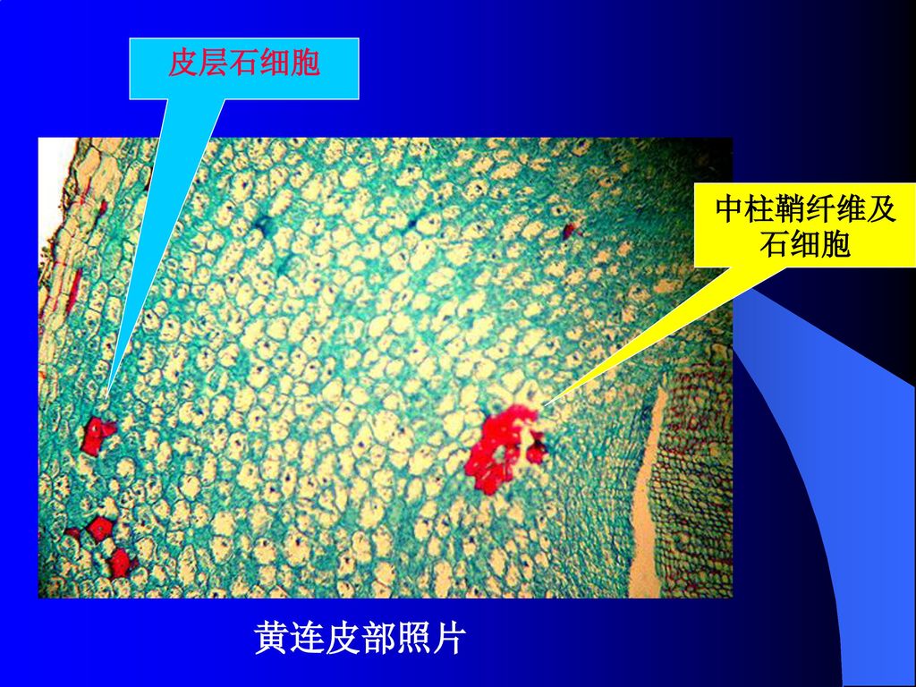 黄连一教学重点二真伪问题名称历史传说基原鉴定性状特点显微特征理化