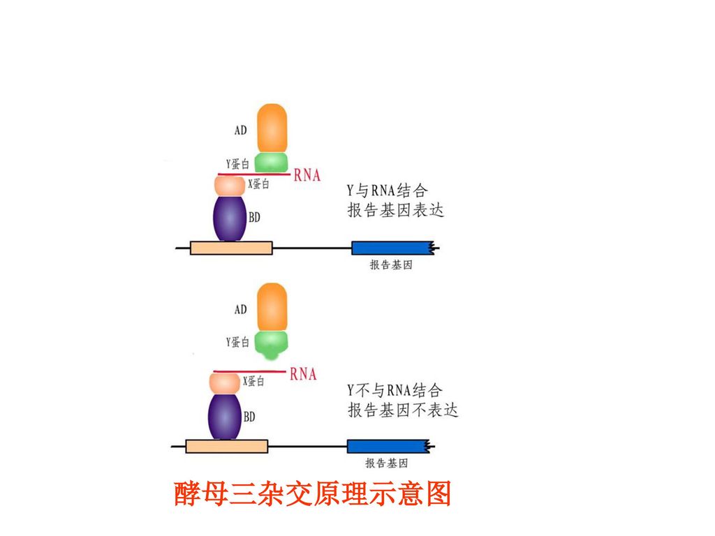 酵母三杂交原理示意图                               50