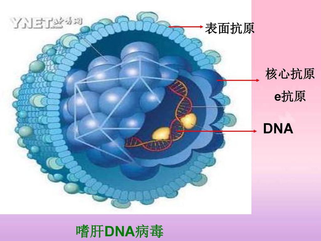 28 世界肝炎日 正确认识乙肝病毒及其携带者 ——赵