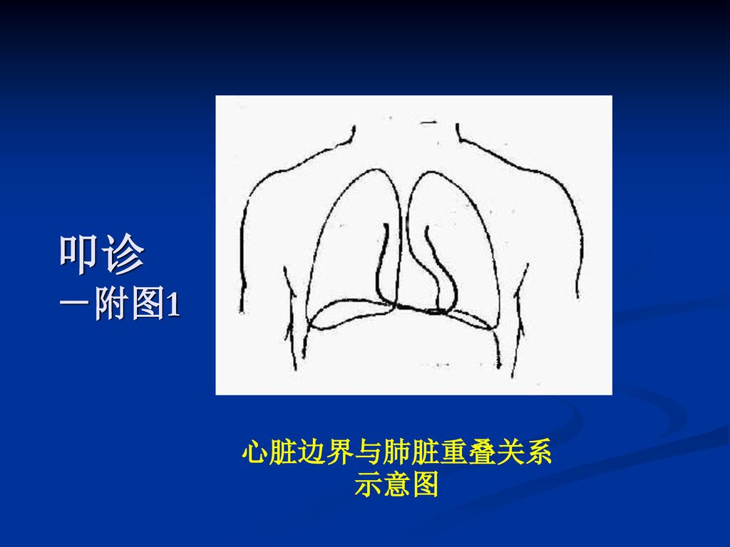 较局限的搏动使手指 叩  诊心浊音界正常心浊音界心浊音界各部的组成