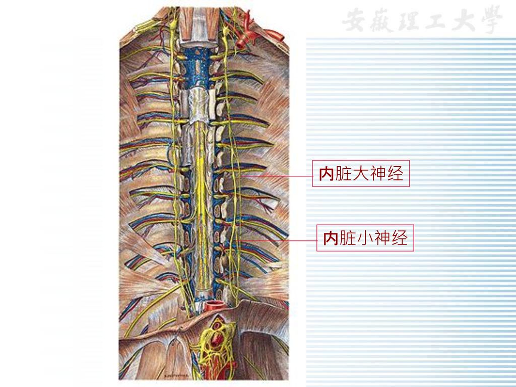 第三节 内脏神经系统 内脏感觉神经 内脏神经 交感神经 内脏运动神经