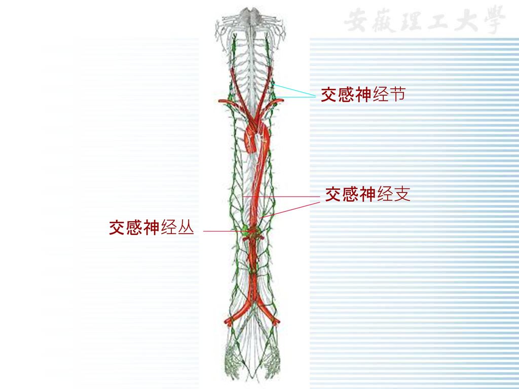 第三节 内脏神经系统 内脏感觉神经 内脏神经 交感