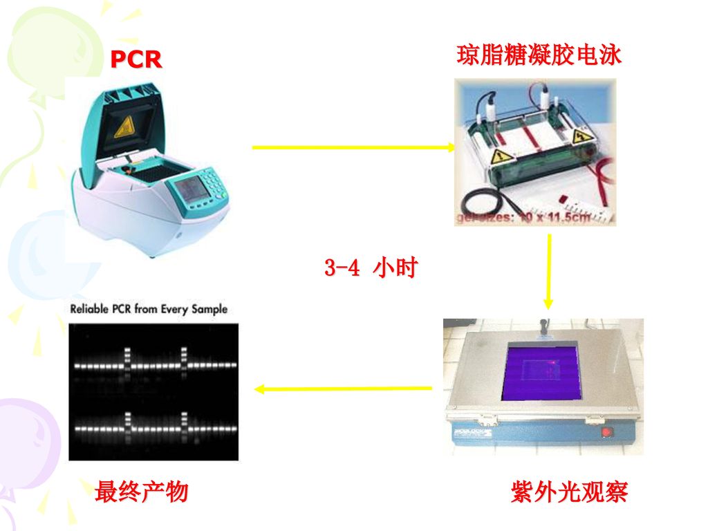 从定性到定量的革命 琼脂糖凝胶电泳pcr3-4 小时最终产物紫外光观察