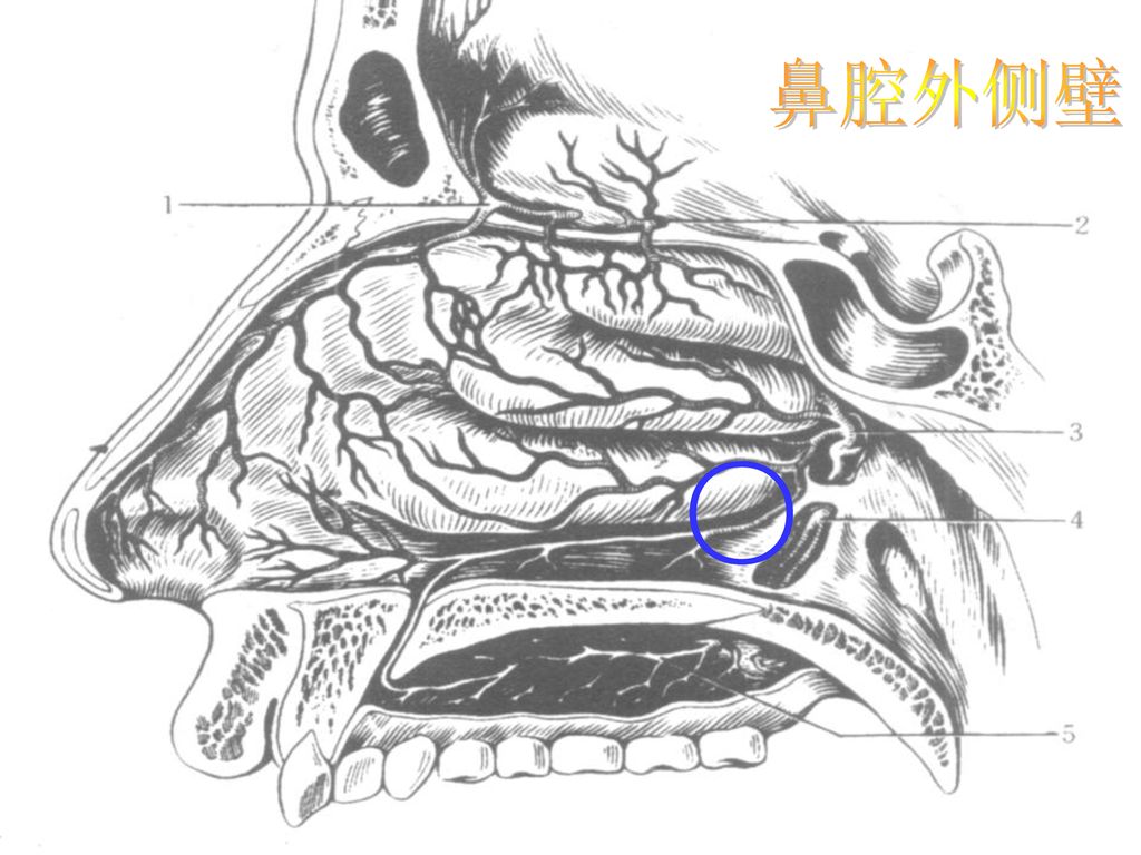 鼻及鼻窦解剖 大连医科大学第二附属医院 耳鼻咽喉科.