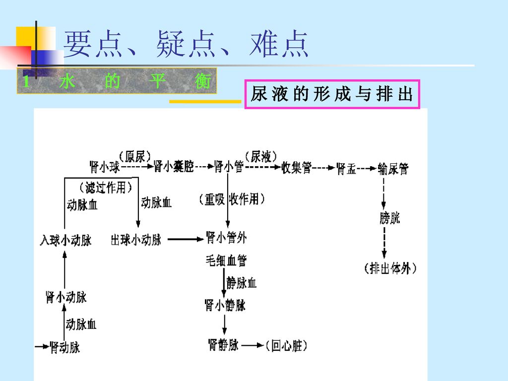 水和无机盐的平衡及调节. - ppt download