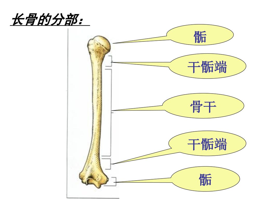 上肢骨下肢骨肩胛骨锁骨骨盆 骨的形态:扁骨长骨短骨籽骨不规则骨 骨