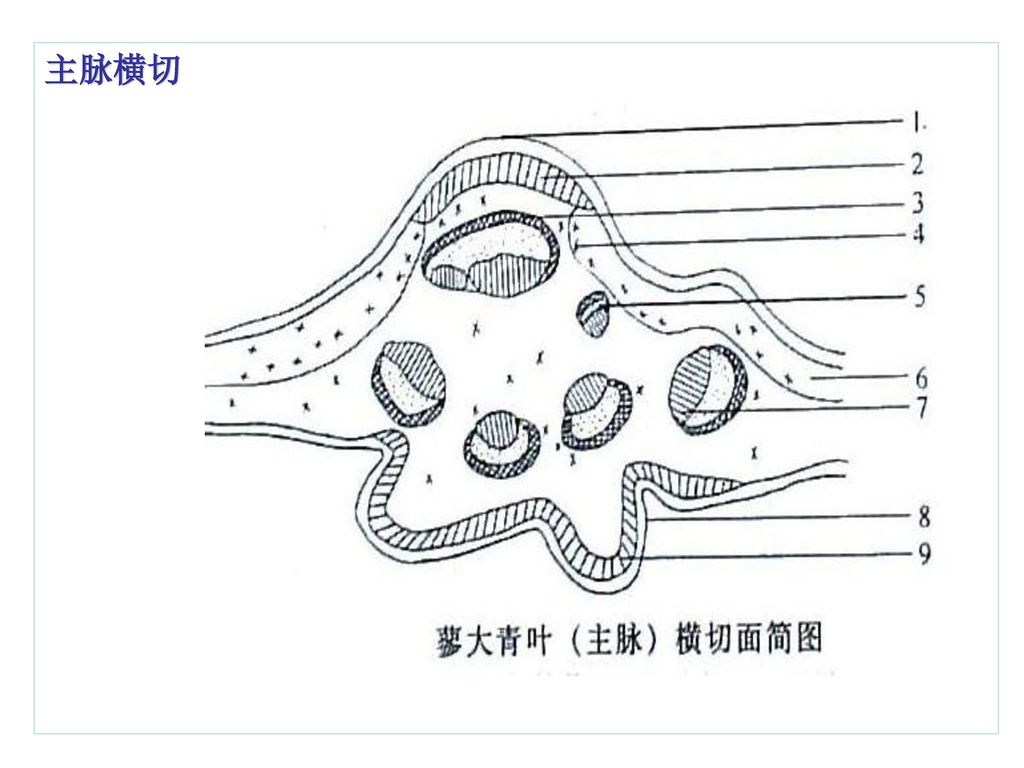 叶缺刻 显微:                               9                气孔