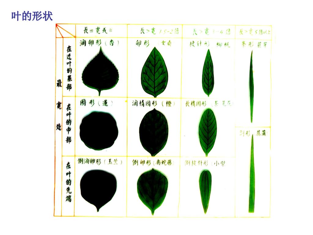 叶概述 蓼大青叶 大青叶番泻叶.