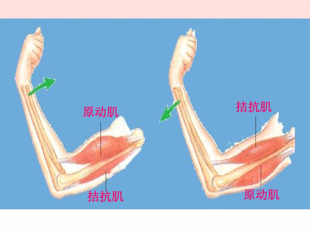 当肘关节做伸的动作时,则相反. 拮抗肌原动