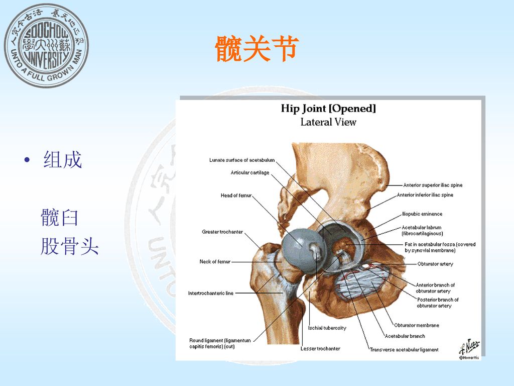 髋关节结构 特点股骨头深嵌于髋臼关节囊坚韧(髂股韧带