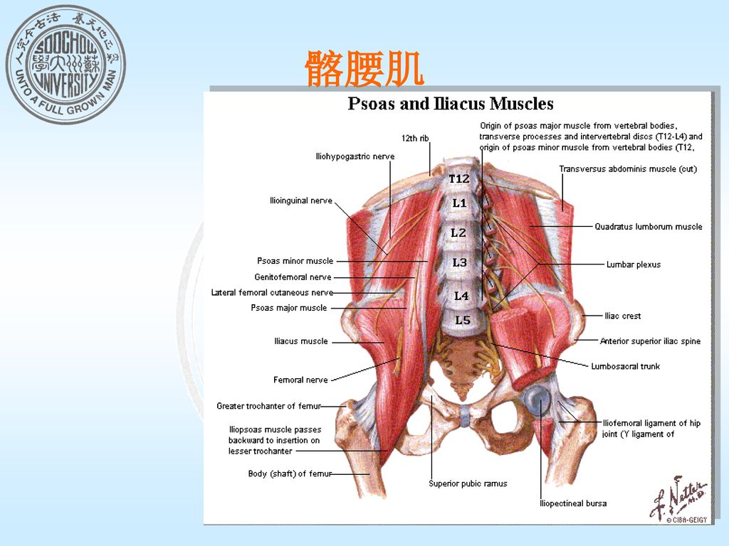 肌的辅助装置 滑膜囊.