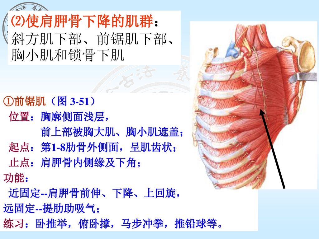 斜方肌下部,前锯肌下部,胸小肌和锁骨下肌 ①前锯肌(图 3-51)位置