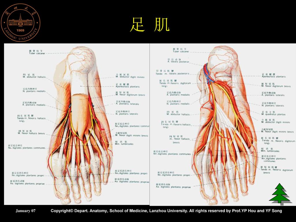 presentation on theme: "肌学(二) 兰州大学基础医学院人体解剖教研