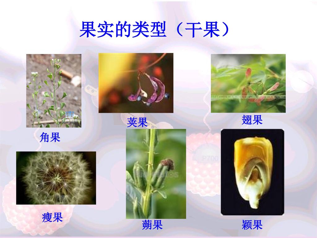 果实的类型(干果)翅果荚果角果瘦果蒴果颖果  