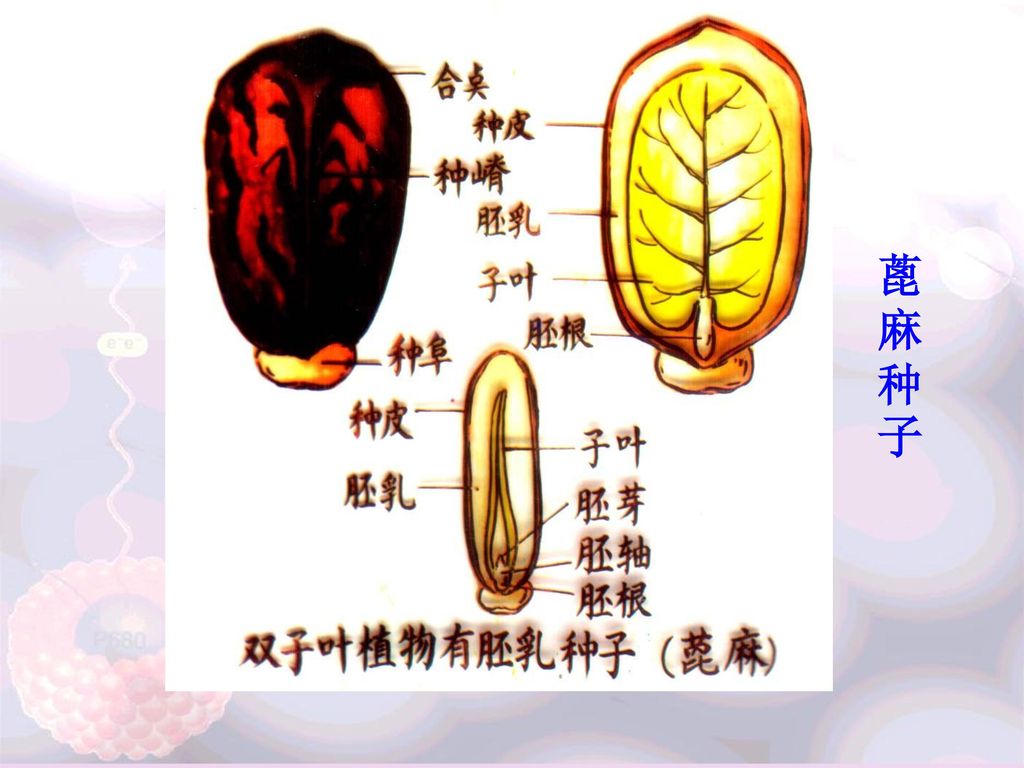 小麦,玉米,洋葱有胚乳种子双子叶有胚乳种子:番茄,蓖麻,辣椒单子叶无