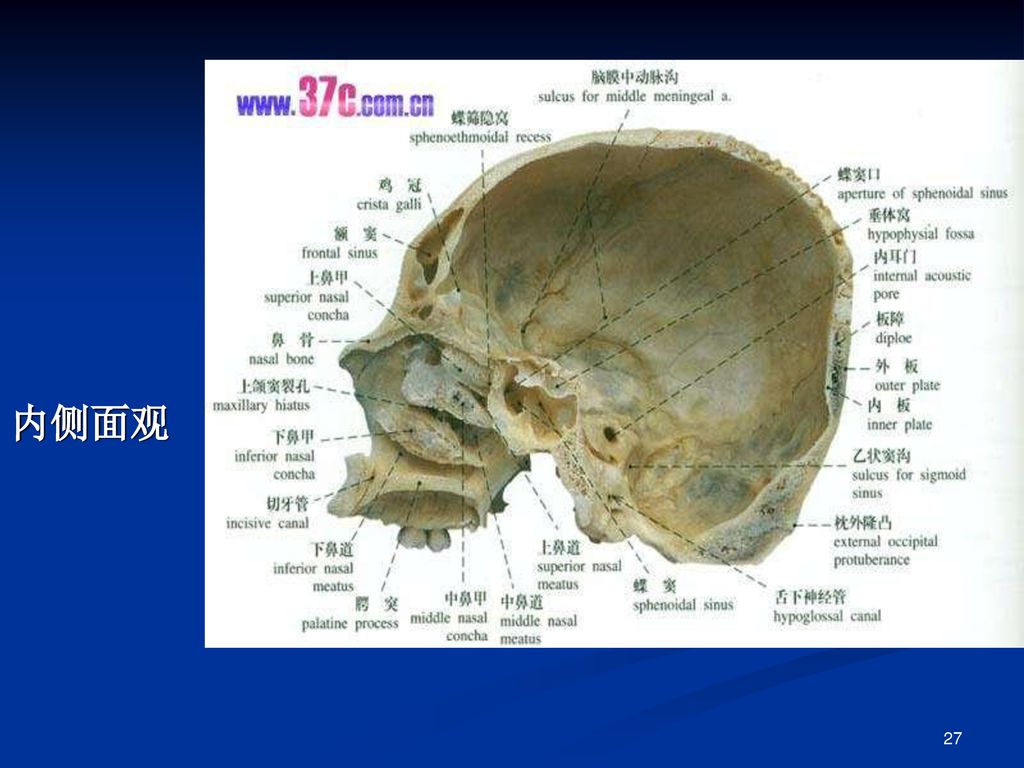 2,颅的整体观(1)颅的上面观                               23