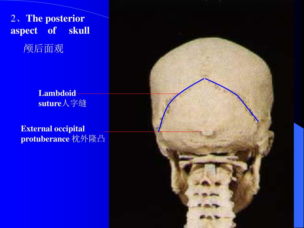 the skull 颅 刘朝晖 教授,博士 人体解剖与组织胚胎学系.