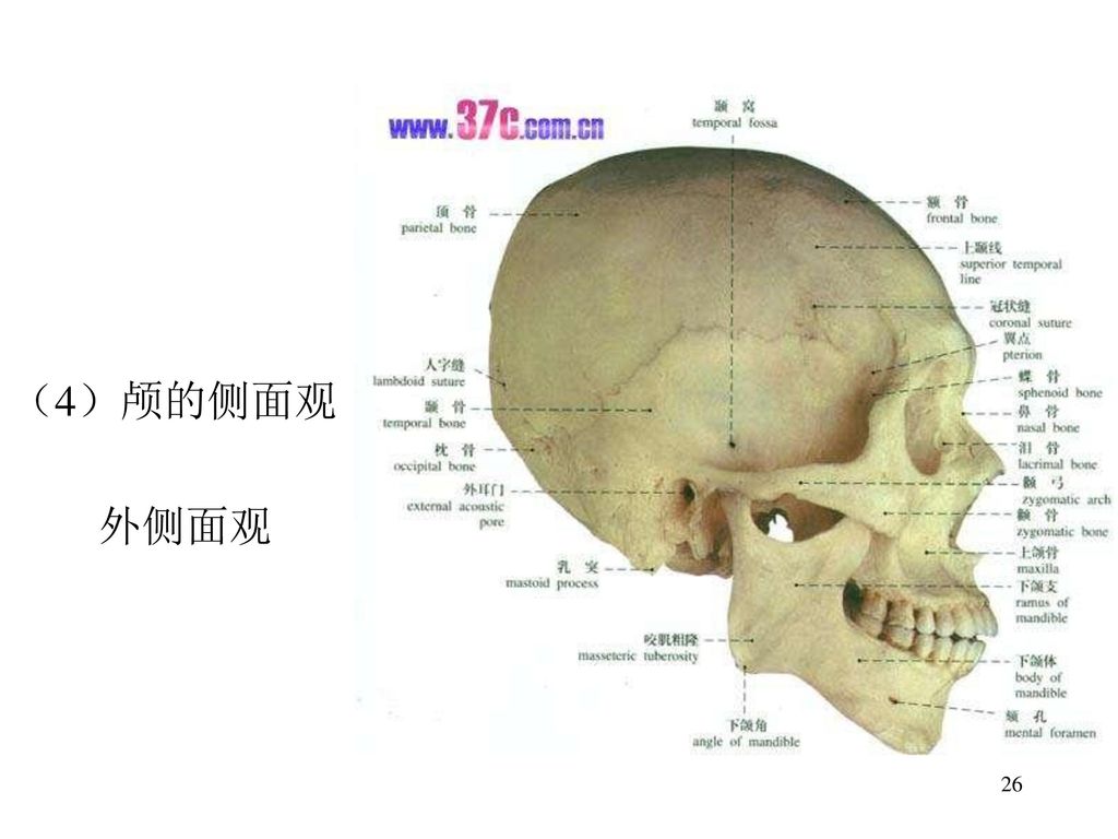 舌骨1,犁1听小骨3×2 2,颅的整体观(1)颅的上面观 (2)颅的底面观颅底