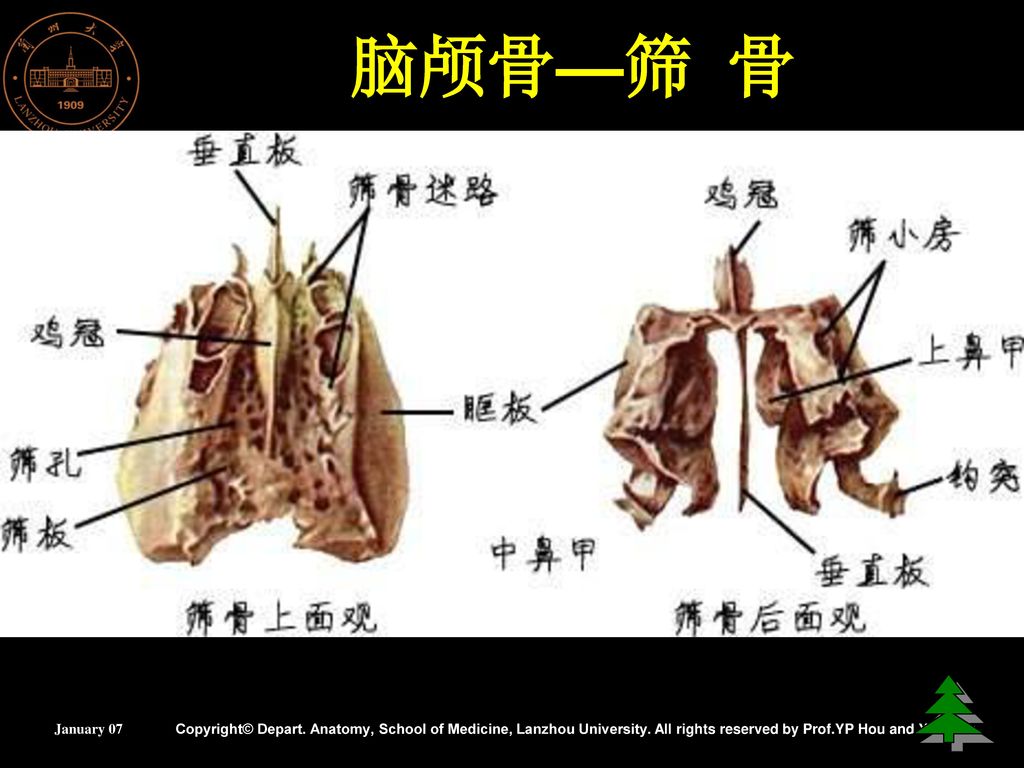 运动系统兰州大学基础医学院人体解剖教研室january2007