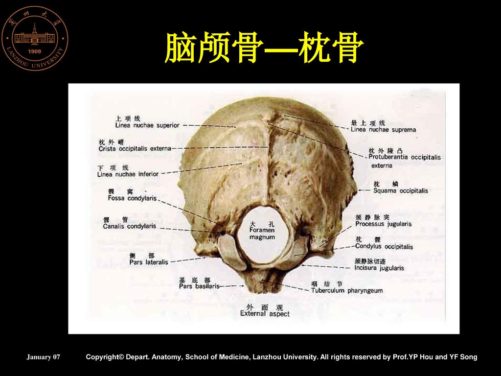 运动系统 兰州大学基础医学院人体解剖教研室 january