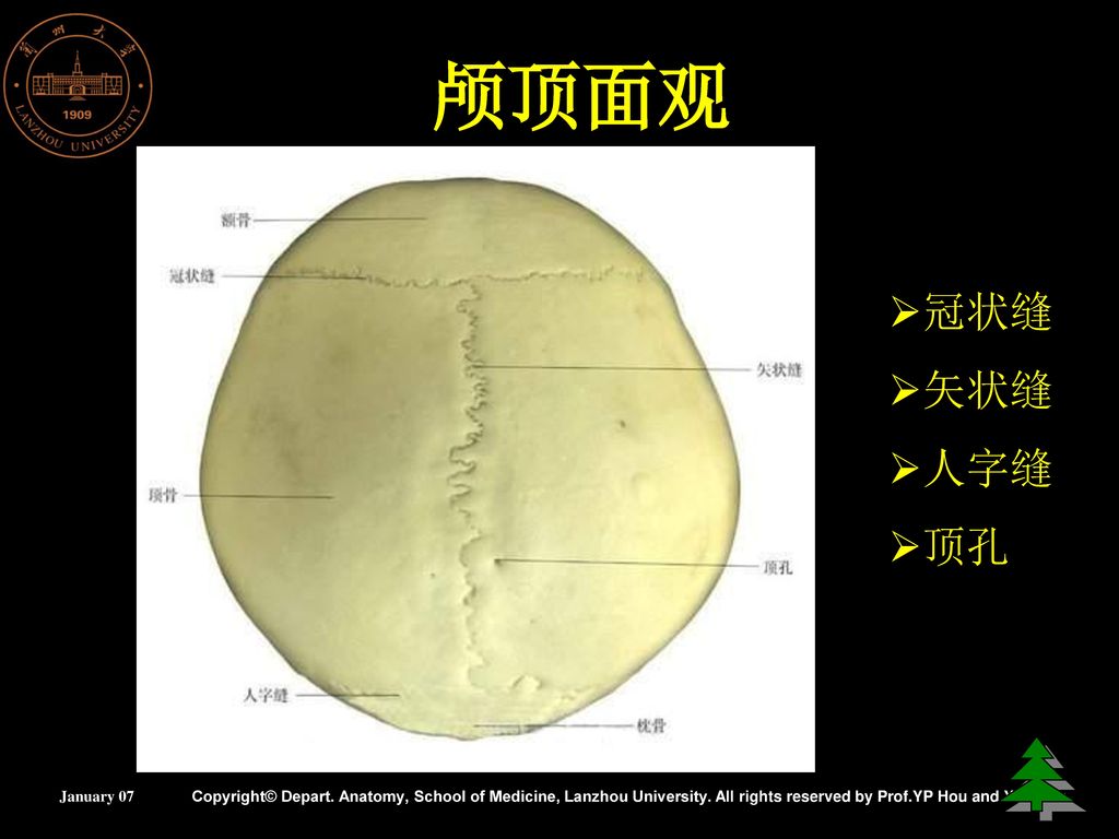 运动系统兰州大学基础医学院人体解剖教研室january2007