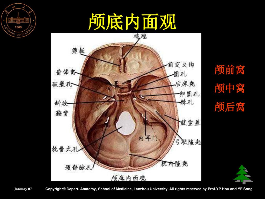 yp hou and yf song 颅底内面观 颅前窝 颅中窝