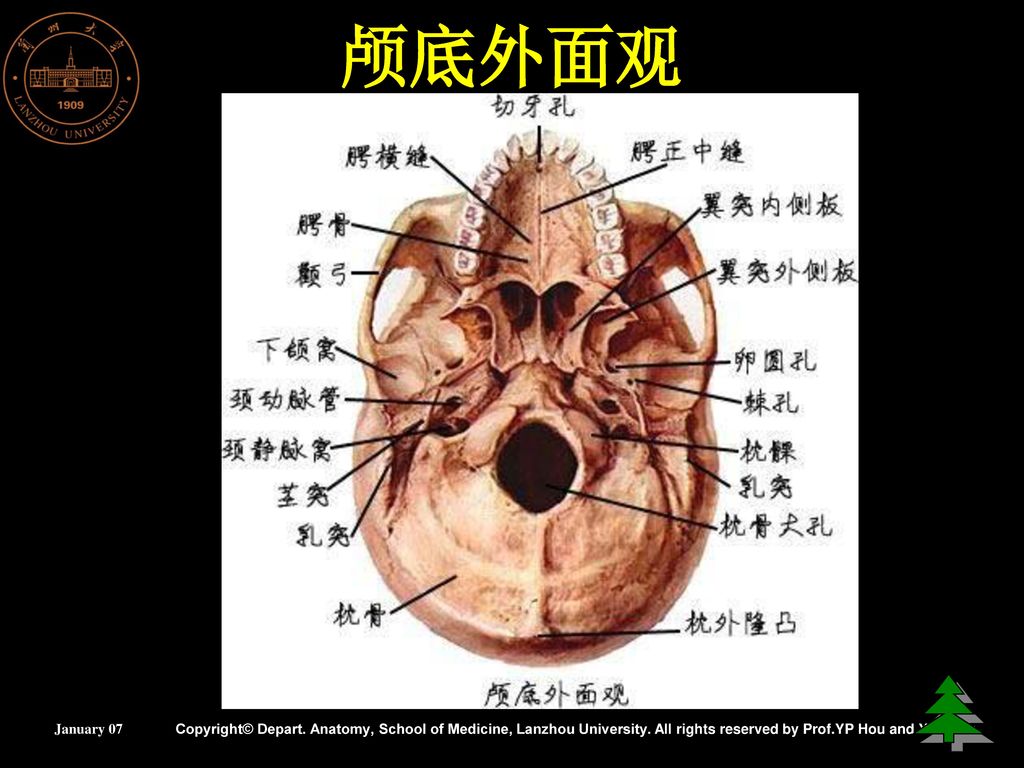 颅底内面观 颅前窝 颅中窝 颅后窝 january 07 copyright depart.