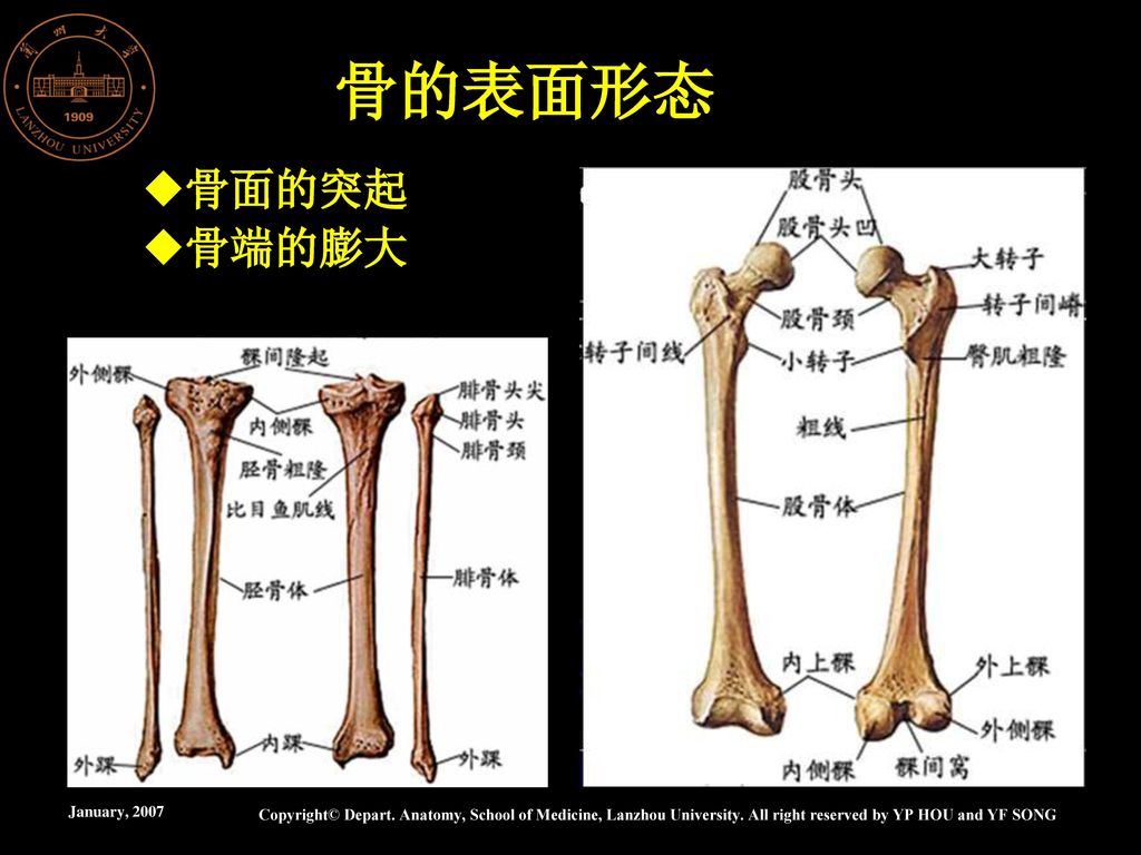 长骨long bone 短骨short bone 扁骨flat bone 不规则骨扁骨按形态