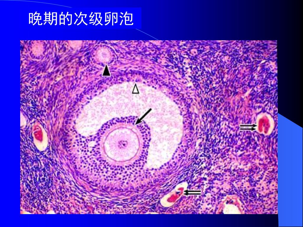 follicle) 卵泡细胞之间出现一些小腔隙,卵泡腔卵丘(cumulus