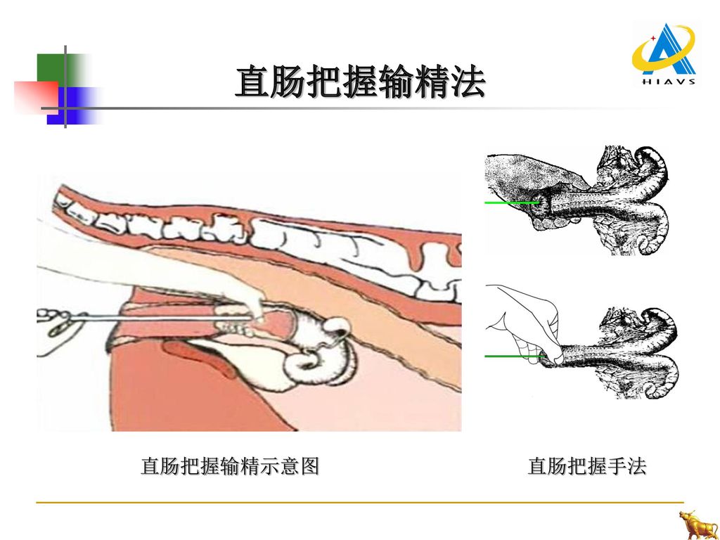 培训课件 牛品种改良与人工授精技术 江西省畜牧技术推广站.